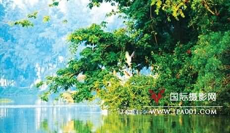 6月11日肇庆丹顶鹤、荷花外拍活动召集