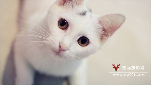 猫的拍摄技巧