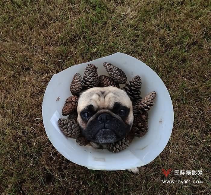一只斗牛犬的自拍日记