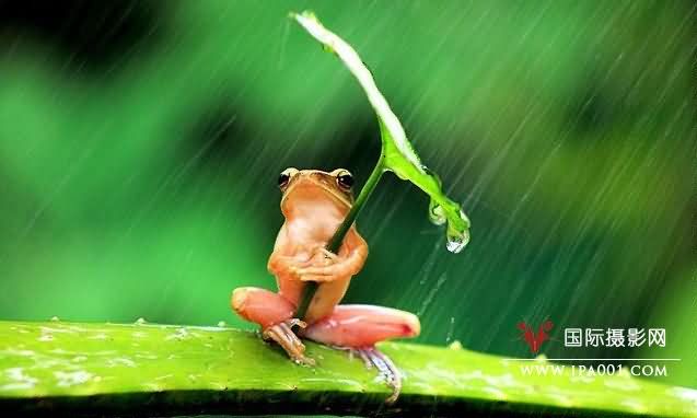 雨中青蛙系列照片系摄影师摆拍