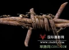 美摄影师记录全球各地蚂蚁的微观生活