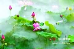 第七届荷兰国际摄影巡回展 丽水摄影家荣获两项银奖