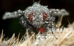 波兰摄影师拍摄的带露水的动物