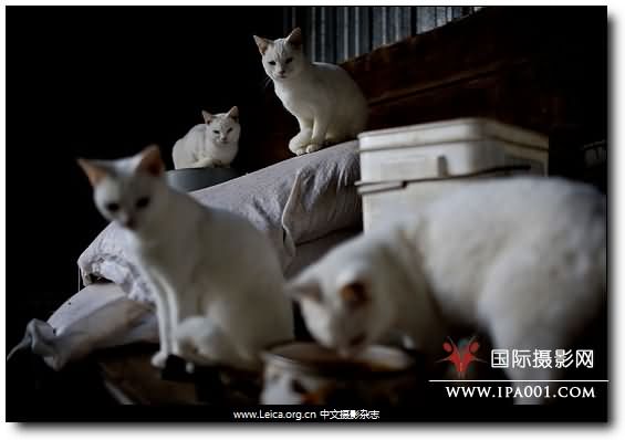 『摄影奖项』2010 F Awards 关注人类摄影奖