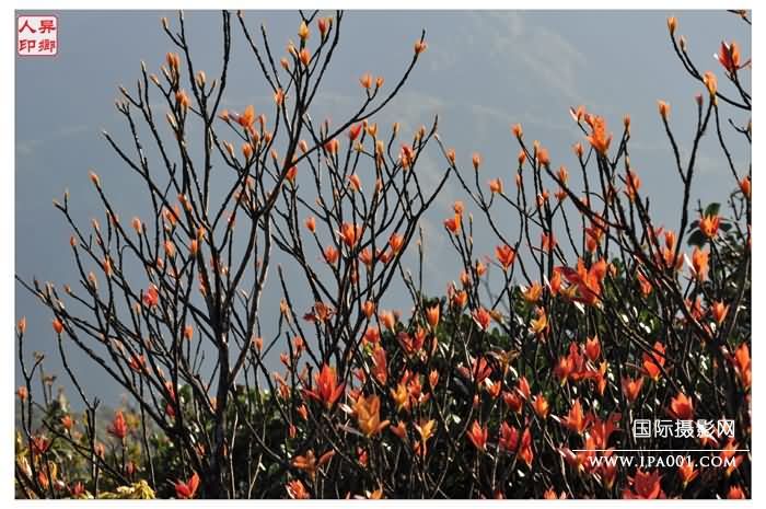 待到山花烂漫时