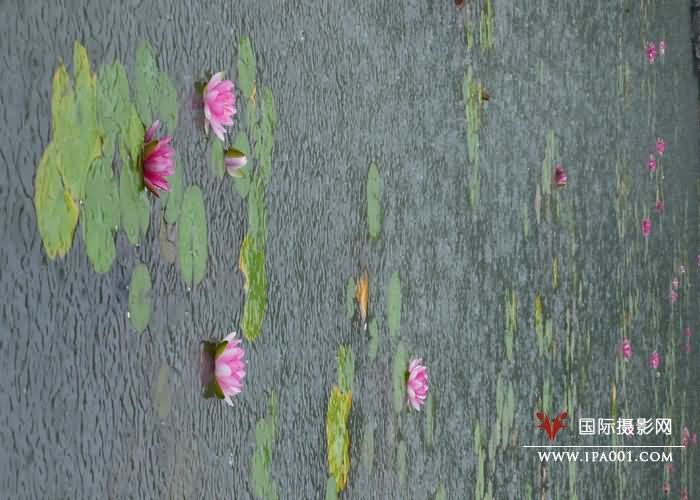 雨润荷舒.jpg