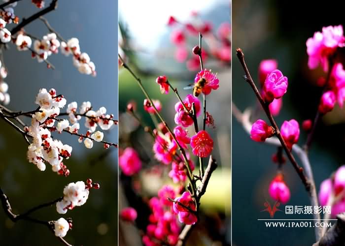 梅花.jpg