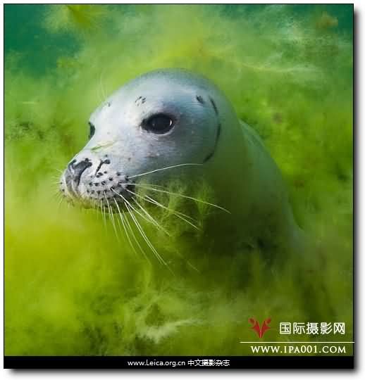 『摄影奖项』2010年度自然环境摄影师奖 『摄影奖项』2010年度自然环境摄影师奖