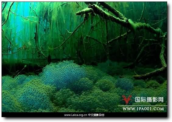 『摄影奖项』2010年度自然环境摄影师奖 『摄影奖项』2010年度自然环境摄影师奖