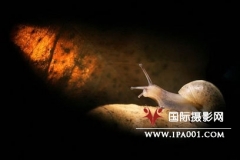 2010年欧洲野生动物摄影大赛获奖图片展