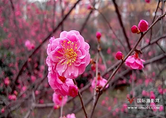红梅花开.jpg