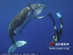 英摄影师海底与幼鲸击“掌”嬉戏