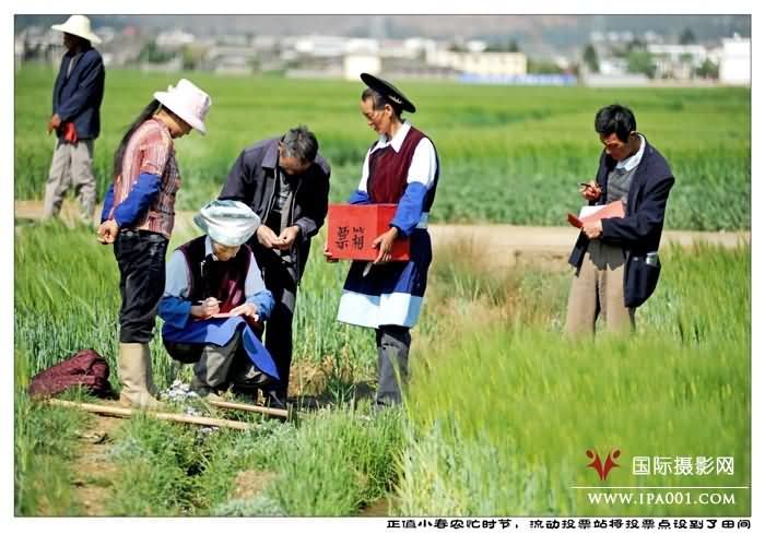  正值小春农忙时节，流动投票站将投票点设到了田间.jpg