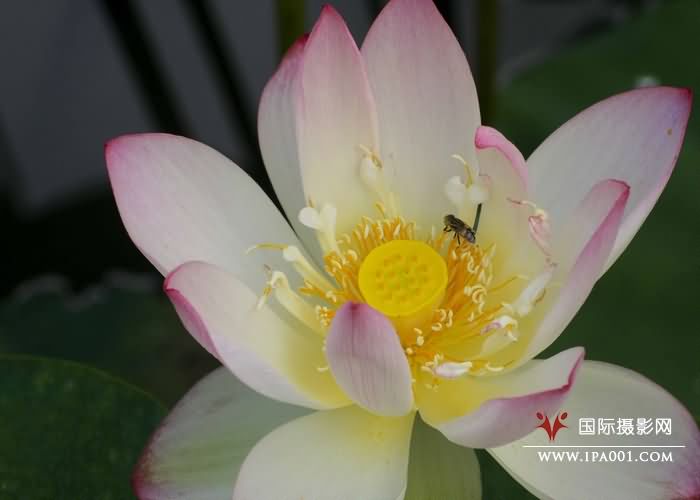 蜂花恋01.jpg