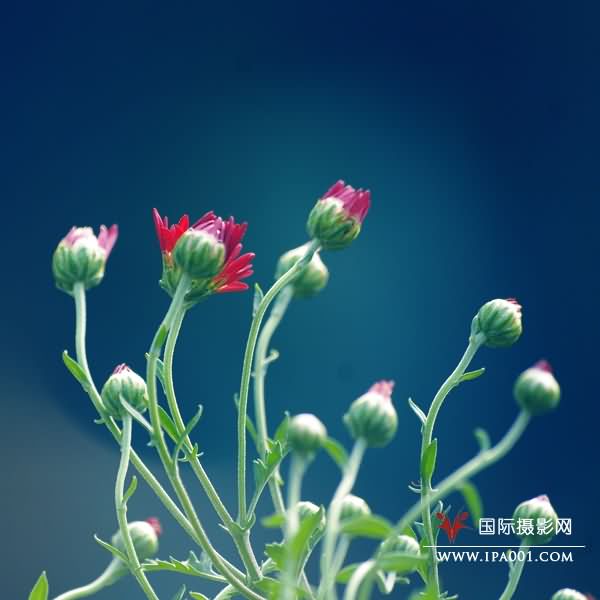 那些花儿静静地开放B.jpg