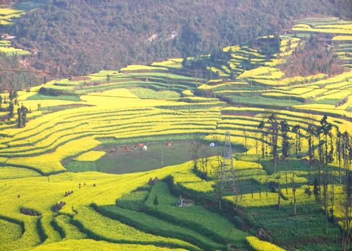 云南罗平油菜花摄影正当时 报名截止：3月11日