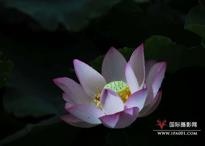 孕育 黄英杰 摄 DSC_0098.JPG