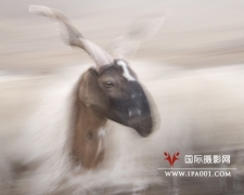 2011年法国PX3摄影奖评选结果揭晓 中国摄影师陈强获铜奖