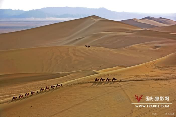 沙洲驼队-摄于鸣沙山.jpg