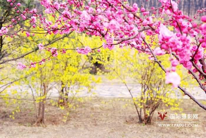 桃花.jpg