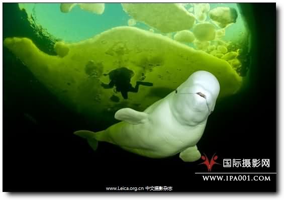 『摄影奖项』年度旅行摄影师奖 TPOY 2011