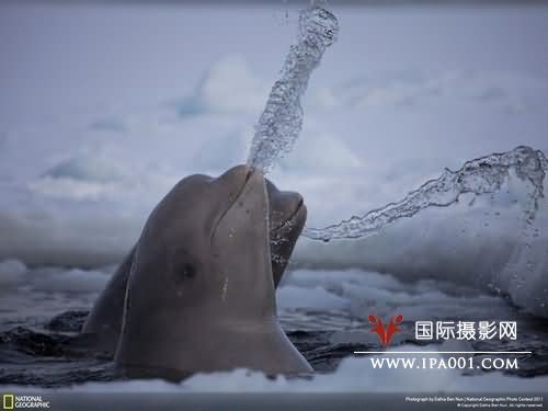 国家地理2011全球摄影大赛获奖作品出炉 