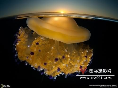 国家地理2011全球摄影大赛获奖作品出炉 