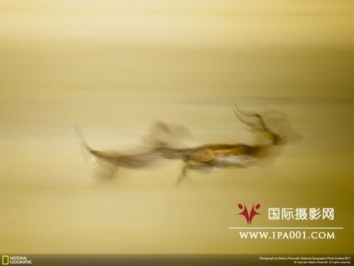 国家地理2011全球摄影大赛获奖作品出炉 