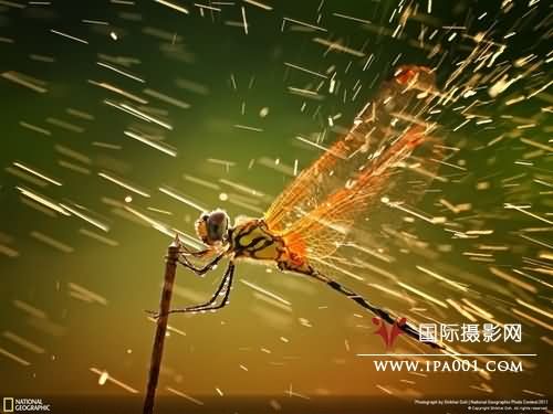 国家地理2011全球摄影大赛获奖作品出炉 