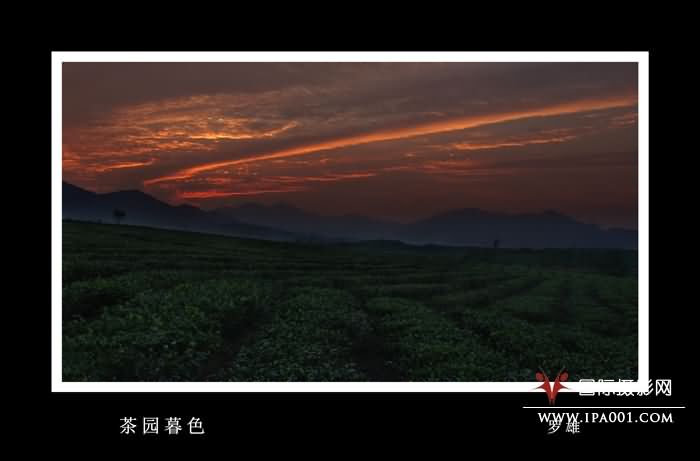 茶园暮色.jpg