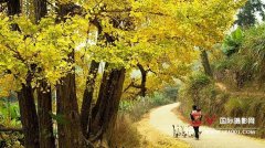 粤北南雄坪田，帽子峰林场赏银杏2天摄影团
