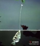 英国摄影师拍摄到鱼喷射水柱的精彩瞬间