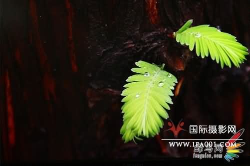 27寸大屏享受 三菱MDL271CV显示器评测