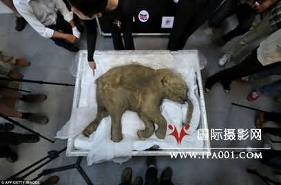 4月，世界上保存最完好的猛犸象的尸体在香港展出。它被命名为柳芭，已经有4.2万年的历史。