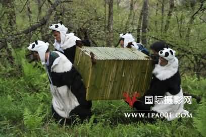 5月，四川卧龙熊猫基地的工作人员身穿熊猫服装工作。卧龙基地计划逐渐减少人工干预，提高大熊猫独立生存的能力。