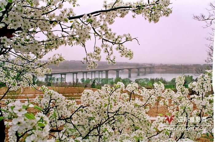 春漫两岸.jpg