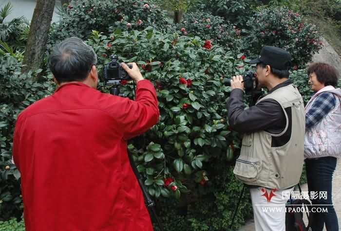 正是茶花烂漫时