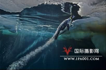 『自然（Nature）一等奖』作品注释：南极洲罗斯海的帝企鹅。
