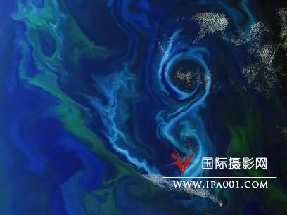 旺盛的海洋藻类