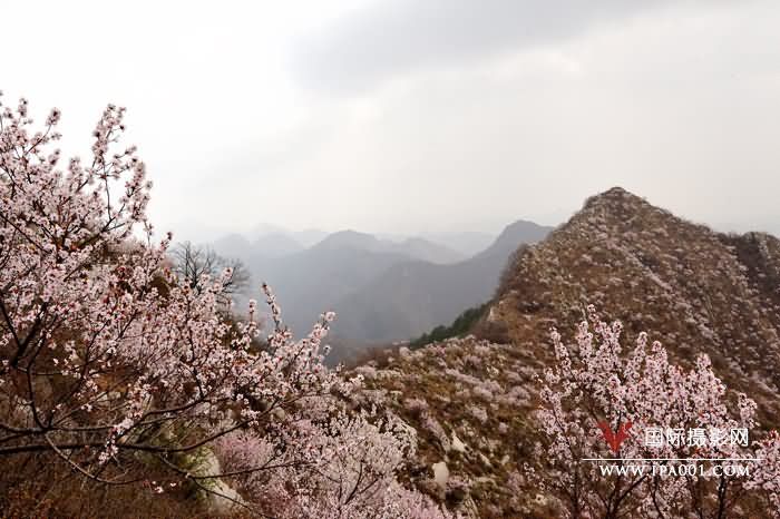 尖山桃花