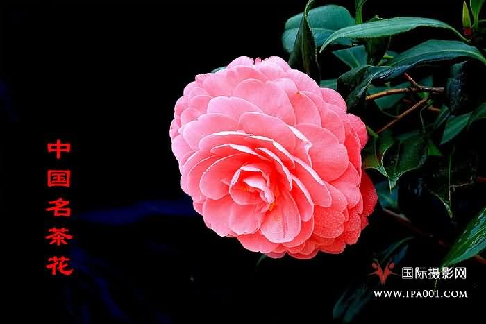 中国名茶花-黄小莉.jpg