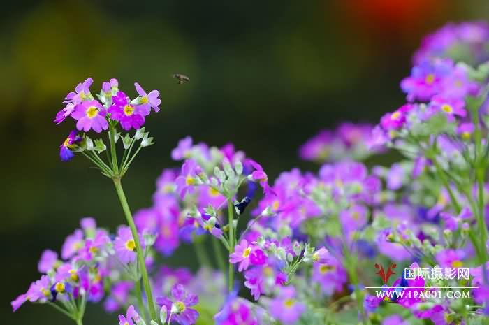 《春暖花开》2012-2-25.jpg