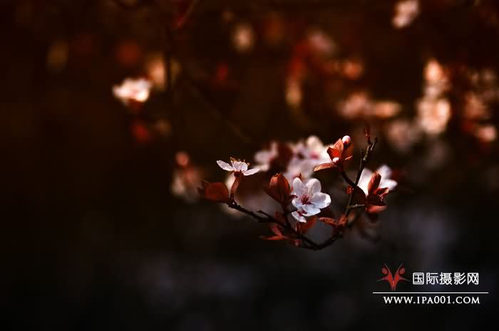 三月夕阳.jpg