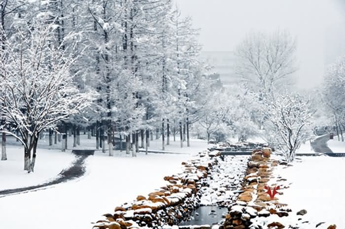 市井雪原.jpg