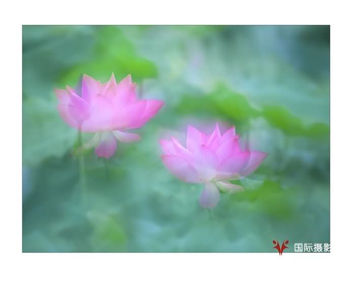 《梦荷》.jpg