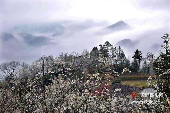 水墨梨花村