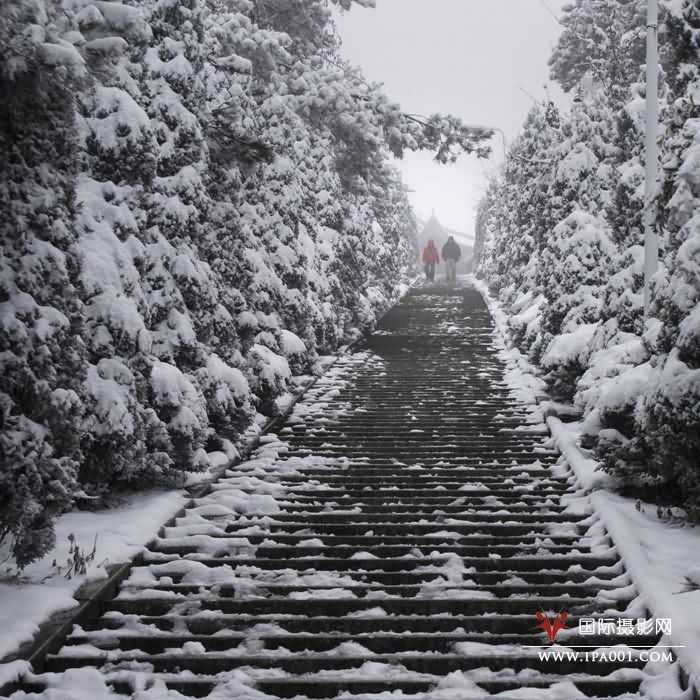 龙井瑞雪