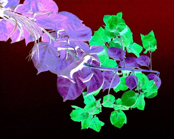 《夜幕下的三角梅》