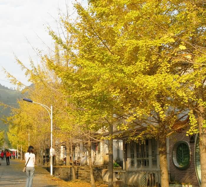 2013年11月30日-12月1日韶关南雄银杏摄影活动