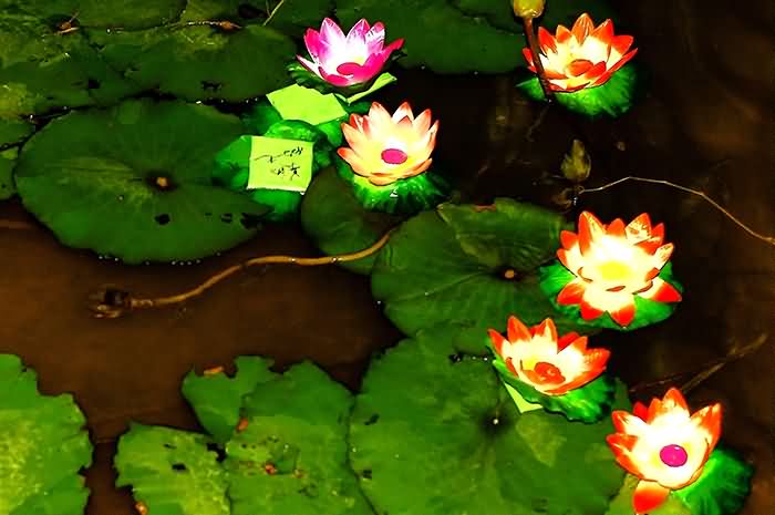 花灯会花絮